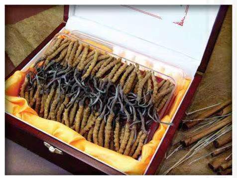 禹会冬虫夏草回收